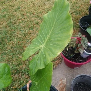 Taro Elephant Ear Live Plant - Colocasia Esculenta - 4 Feet Tall - Indoor/Outdoor - Image 4