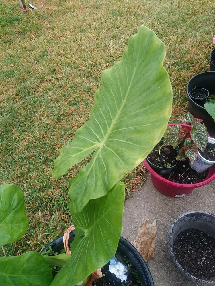 Taro Elephant Ear Live Plant - Colocasia Esculenta - 4 Feet Tall - Indoor/Outdoor - Image 4