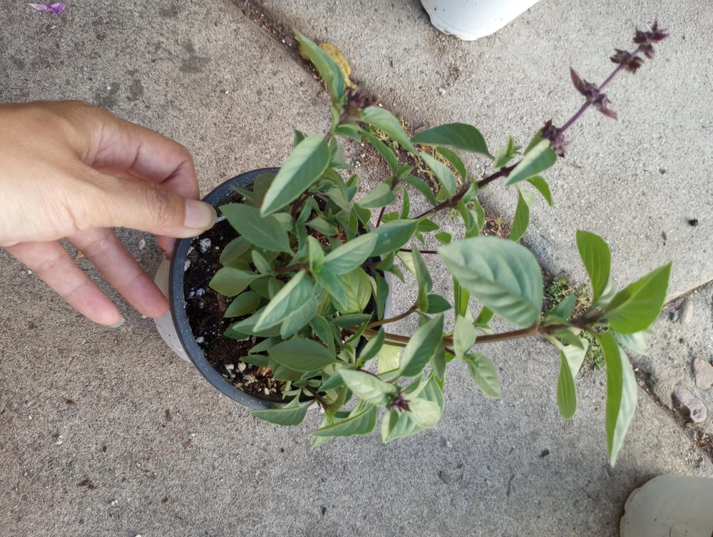 Thai Basil Live Plant - 4 Inch Pot - Aromatic Herb for Cooking & Garden - Image 1