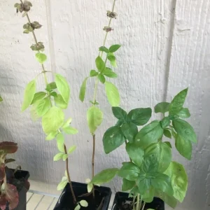Thai Basil Live Plant - Aromatic Culinary Herb - Ocimum basilicum - Image 2