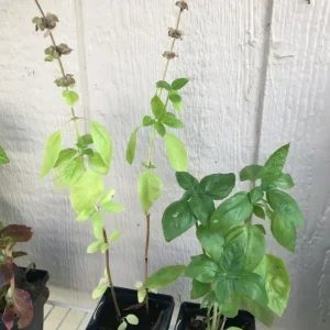 Thai Basil Live Plant - Aromatic Culinary Herb - Ocimum basilicum - Image 3