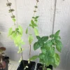 Thai Basil Live Plant - Aromatic Culinary Herb - Ocimum basilicum - Image 1