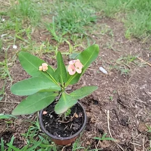 Thai Hybrid Crown of Thorns Live Plant - Euphorbia milii in 4