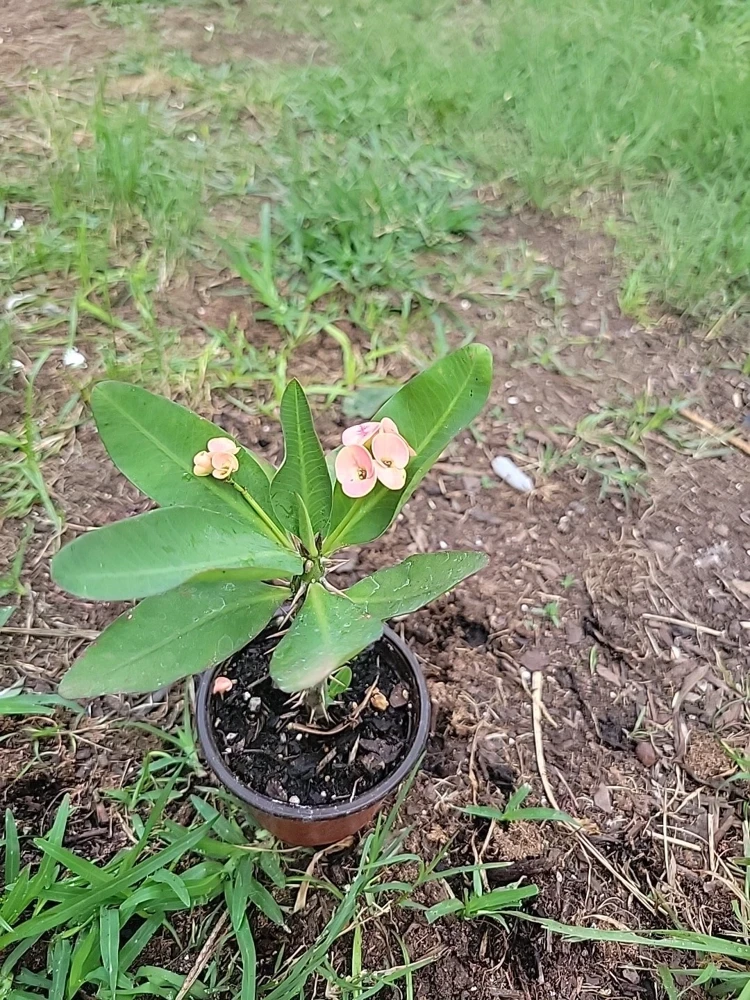 Thai Hybrid Crown of Thorns Live Plant - Euphorbia milii in 4" Pot, 6 Inches Tall - Image 2