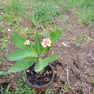 Thai Hybrid Crown of Thorns Live Plant - Euphorbia milii in 4