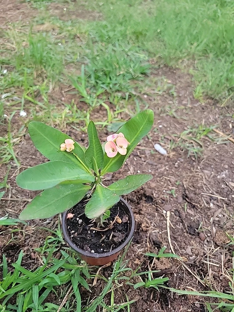 Thai Hybrid Crown of Thorns Live Plant - Euphorbia milii in 4" Pot, 6 Inches Tall - Image 3