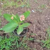 Thai Hybrid Crown of Thorns Live Plant - Euphorbia milii in 4" Pot, 6 Inches Tall - Image 1