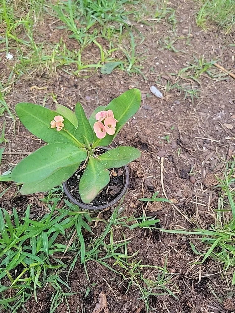 Thai Hybrid Crown of Thorns Live Plant - Euphorbia milii in 4" Pot, 6 Inches Tall - Image 1