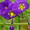 Thunbergia Erecta King's Mantle Purple Live Plant Cuttings - 7 Unrooted 6" Outdoor Climbers - Image 1