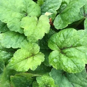 Tiarella 'Running Tapestry' Foam Flower - Native Shade Perennial Live Plant - 3 inch Pot - Image 2
