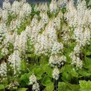 Tiarella 'Running Tapestry' Foam Flower - Native Shade Perennial Live Plant - 3 inch Pot - Image 1