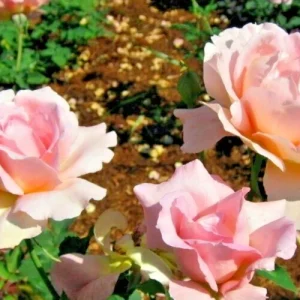 Tiffany Hybrid Tea Rose Bush Live Plant 1-2 ft Pink Flower Outdoor - Image 4