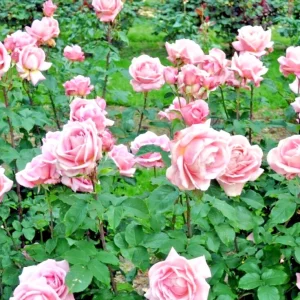 Tiffany Hybrid Tea Rose Bush Live Plant 1-2 ft Pink Flower Outdoor - Image 7