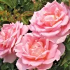 Tiffany Hybrid Tea Rose Bush Live Plant 1-2 ft Pink Flower Outdoor - Image 1