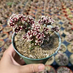 Tiger Jade Succulent Live Plant – Crassula exilis subsp. cooperi – 2 inch Pot – Indoor/Outdoor - Image 10