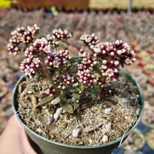 Tiger Jade Succulent Live Plant – Crassula exilis subsp. cooperi – 2 inch Pot – Indoor/Outdoor - Image 11