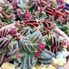 Tiger Jade Succulent Live Plant – Crassula exilis subsp. cooperi – 2 inch Pot – Indoor/Outdoor - Image 1