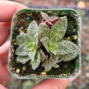 Tiger Jade Succulent Live Plant – Crassula exilis subsp. cooperi – 2 inch Pot – Indoor/Outdoor - Image 7