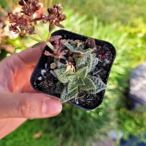 Tiger Jade Succulent Live Plant – Crassula exilis subsp. cooperi – 2 inch Pot – Indoor/Outdoor - Image 8