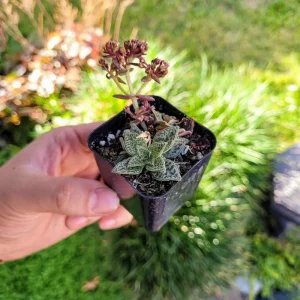 Tiger Jade Succulent Live Plant – Crassula exilis subsp. cooperi – 2 inch Pot – Indoor/Outdoor - Image 9