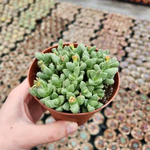 Tiger Jaw Succulent Live Plant – Faucaria felina – 2 inch Pot – Indoor/Outdoor - Image 1