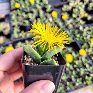 Tiger Jaw Succulent Live Plant - Faucaria felina - 2 inch pot - Indoor/Outdoor - Image 10