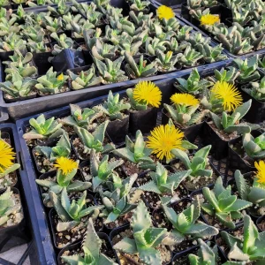 Tiger Jaw Succulent Live Plant - Faucaria felina - 2 inch pot - Indoor/Outdoor - Image 11
