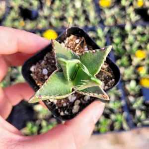 Tiger Jaw Succulent Live Plant - Faucaria felina - 2 inch pot - Indoor/Outdoor - Image 7
