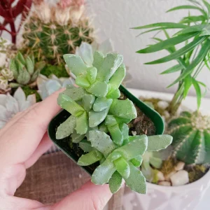 Tiger Jaw Succulent Live Plant – Faucaria felina – 2 inch Pot – Indoor/Outdoor - Image 7