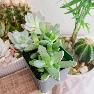 Tiger Jaw Succulent Live Plant – Faucaria felina – 2 inch Pot – Indoor/Outdoor - Image 8