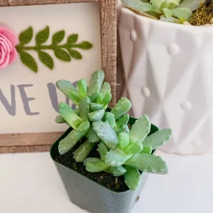 Tiger Jaw Succulent Live Plant – Faucaria felina – 2 inch Potted Houseplant - Image 8