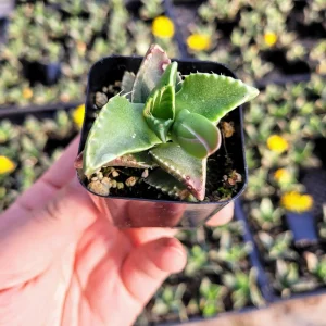 Tiger Jaw Succulent Live Plant - Faucaria felina - 2 inch pot - Indoor/Outdoor - Image 8