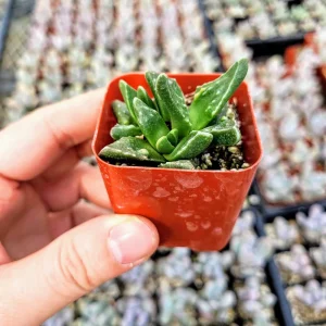 Tiger Jaw Succulent Live Plant - Faucaria felina - 2 inch pot - Indoor/Outdoor - Image 9