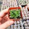 Tiger Jaw Succulent Live Plant - Faucaria felina - 2 inch pot - Indoor/Outdoor - Image 1