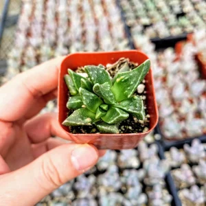 Tiger Jaw Succulent Live Plant - Faucaria felina - 2 inch pot - Indoor/Outdoor - Image 1