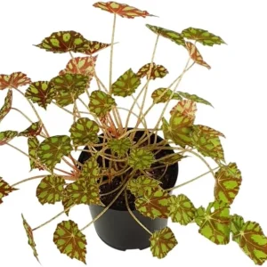 Tiger Paws Begonia Live Plant - Eyelash Begonia Houseplant 4