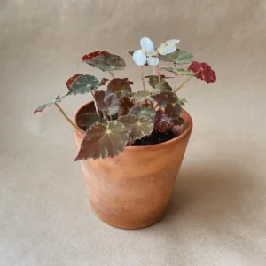 Tiger Paws Begonia Live Plant - Eyelash Begonia Houseplant 4