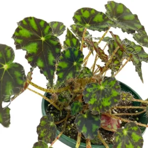 Tiger Paws Begonia Live Plant - Eyelash Begonia Houseplant 4