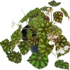Tiger Paws Begonia Live Plant - Eyelash Begonia Houseplant 4" Pot - Image 1