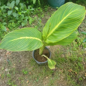 Tiger Stripe Canna Lily Live Plant – 1 Gallon Pot – Outdoor - Image 2