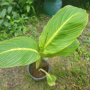 Tiger Stripe Canna Lily Live Plant – 1 Gallon Pot – Outdoor - Image 1