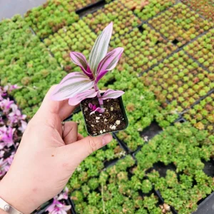 Tradescantia Nanouk Variegated Live Plant - 2