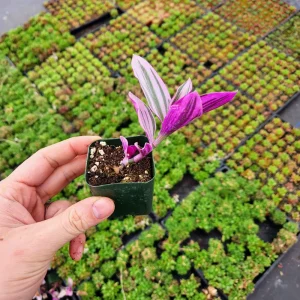 Tradescantia Nanouk Variegated Live Plant - 2