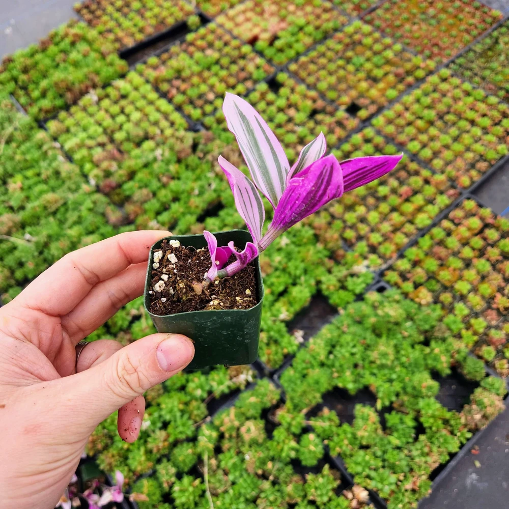 Tradescantia Nanouk Variegated Live Plant - 2" or 4" Pot, Cuttings - Indoor - Image 3