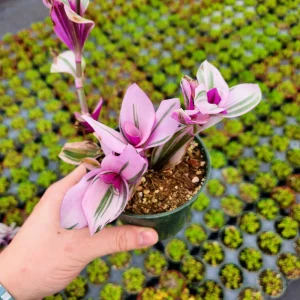 Tradescantia Nanouk Variegated Live Plant - 2