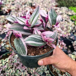 Tradescantia Nanouk Variegated Live Plant - 2
