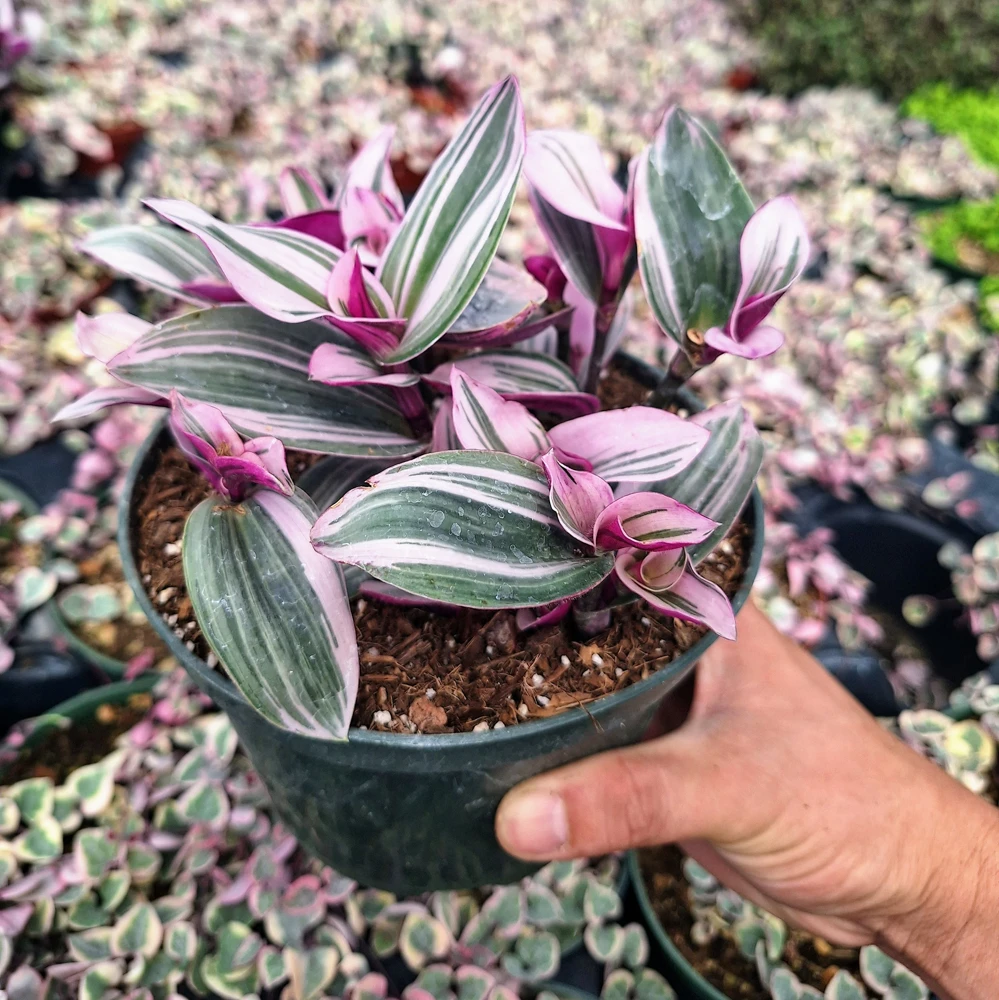 Tradescantia Nanouk Variegated Live Plant - 2" or 4" Pot, Cuttings - Indoor - Image 6