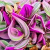 Tradescantia Nanouk Variegated Live Plant - 2" or 4" Pot, Cuttings - Indoor - Image 1