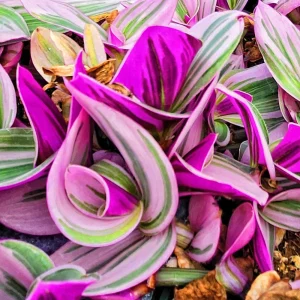 Tradescantia Nanouk Variegated Live Plant - 2