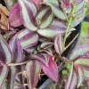 Tradescantia Zebrina Cuttings – 10-Pack Wandering Jew Live Houseplant – Indoor/Outdoor - Image 1